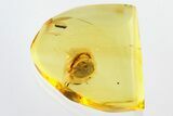Detailed Fossil Marsh Beetle (Scirtidae) in Baltic Amber #328155-1